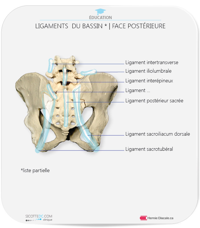 Articulations Sacro Iliaques Anatomie CREM